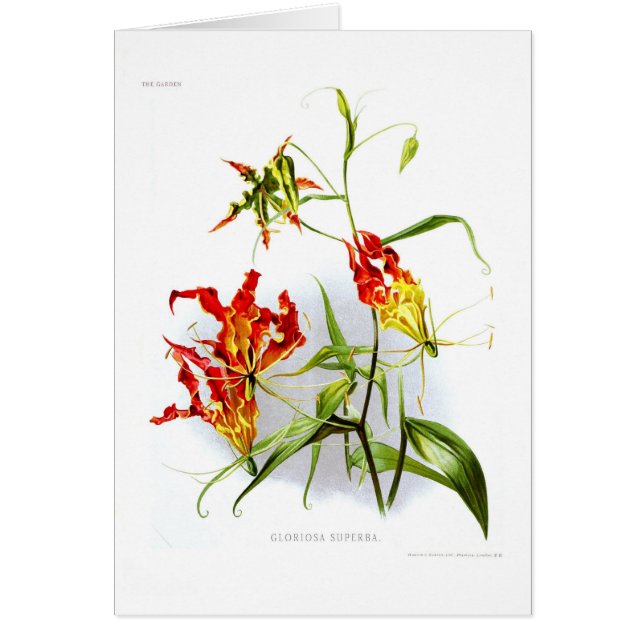 Vlamlly (Gloriosa superba) (Voorkant)