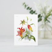Vlamlly (Gloriosa superba) Briefkaart (Staand voorkant)