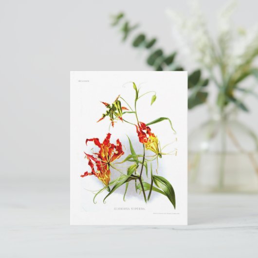 Vlamlly (Gloriosa superba) Briefkaart (Staand voorkant)