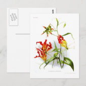 Vlamlly (Gloriosa superba) Briefkaart (Voorkant / Achterkant)