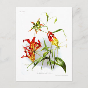 Vlamlly (Gloriosa superba) Briefkaart