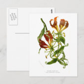 Vlamlly (Gloriosa superba) Briefkaart (Voorkant / Achterkant)