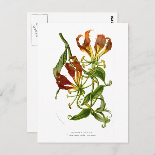 Vlamlly (Gloriosa superba) Briefkaart (Voorkant / Achterkant)