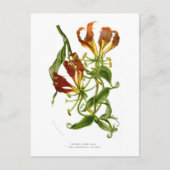 Vlamlly (Gloriosa superba) Briefkaart (Voorkant)