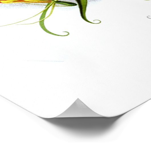 Vlamlly (Gloriosa superba) Poster (Hoek)