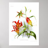 Vlamlly (Gloriosa superba) Poster (Voorkant)