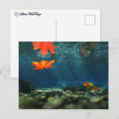 Vlammen in het Briefkaart water (Voorkant / Achterkant)