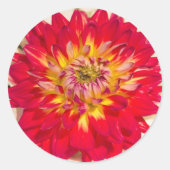 Vlammend Rode En Gele Dahlia Sticker (Voorkant)