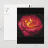Vlammend Roos olieverfschilderij Briefkaart (Voorkant / Achterkant)