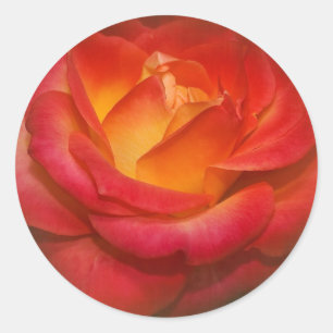 Vlammend Roos op perkament Ronde Sticker