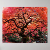 Vlammende Gnarly Japanse Esdoorn Poster (Voorkant)