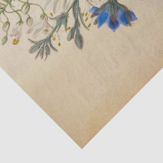  vlas en Cleomee botanisch tissuepapier (Detail)