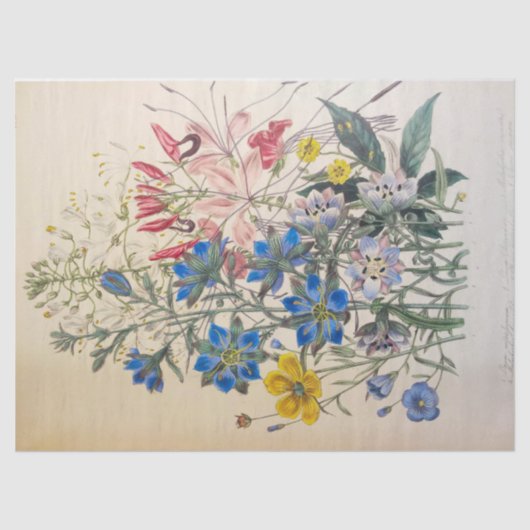 vlas en Cleomee botanisch tissuepapier (Voorkant)