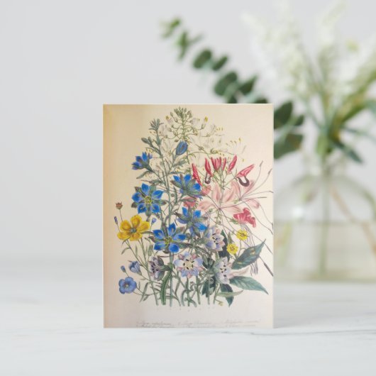 vlas en zuiver botanische illustratie briefkaart (Staand voorkant)