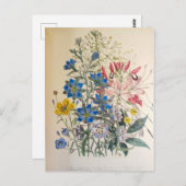 vlas en zuiver botanische illustratie briefkaart (Voorkant / Achterkant)