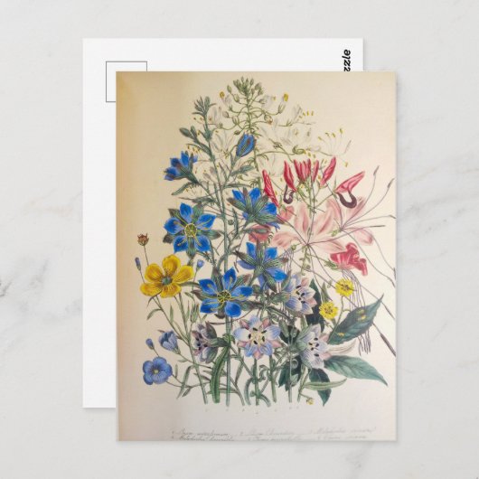  vlas en zuiver botanische illustratie briefkaart (Voorkant / Achterkant)