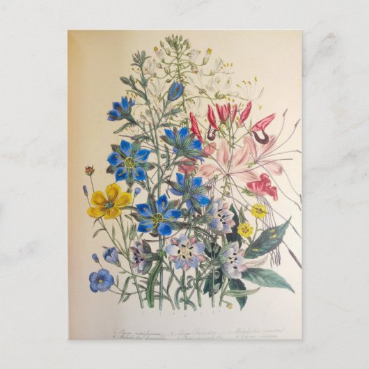 vlas en zuiver botanische illustratie briefkaart (Voorkant)