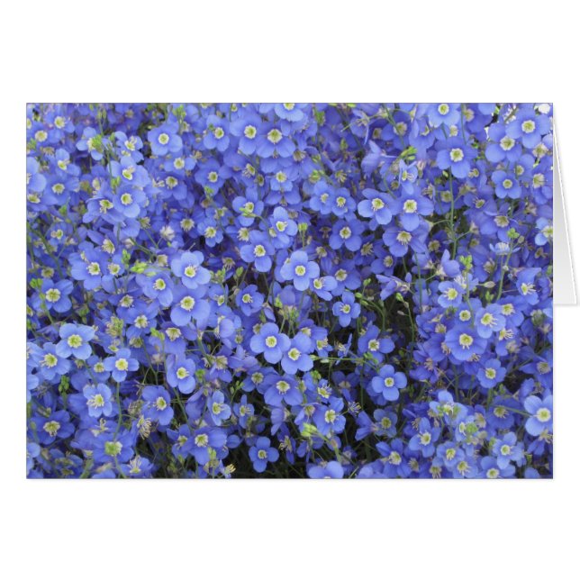 Vlasbloemen in Longwood Gardens, Pennsylvania (Voorkant Horizontaal)