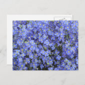 Vlasbloemen in Longwood Gardens, Pennsylvania Briefkaart (Voorkant / Achterkant)