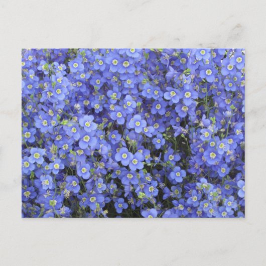 Vlasbloemen in Longwood Gardens, Pennsylvania Briefkaart (Voorkant)