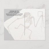 Vleermuis Fossil, van Fossil Lake, Fossil Butte, W Briefkaart (Achterkant)