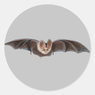 Vleermuis Pipistrellus pipipistrellus Illustratie  Ronde Sticker