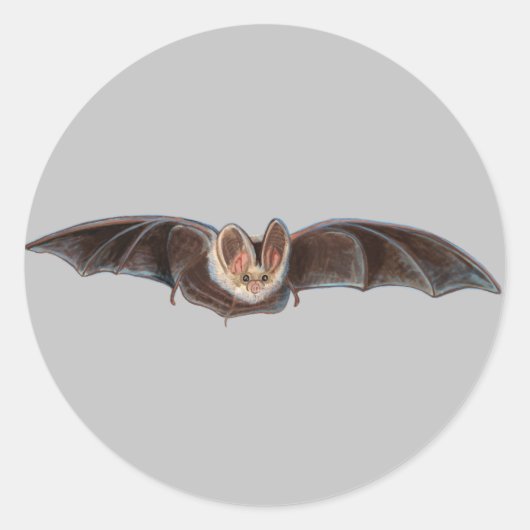 Vleermuis Pipistrellus pipipistrellus Illustratie Ronde Sticker (Voorkant)