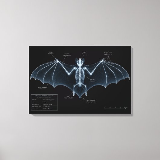 Vleermuis Skelet Röntgen Museum Exemplaar Canvas Afdruk (Voorkant)