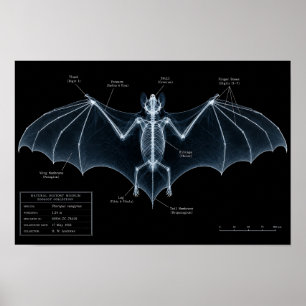 Vleermuis Skelet Röntgenfoto Museumexemplaar Poster