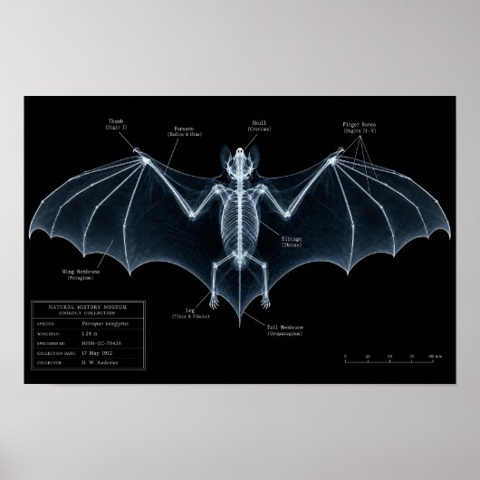 Vleermuis Skelet Röntgenfoto Museumexemplaar Poster (Voorkant)