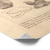 vleermuisvleermuis en langwerpige vleermuis poster (Hoek)