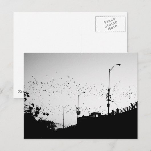 Vleermuizen boven Austin Briefkaart (Voorkant / Achterkant)