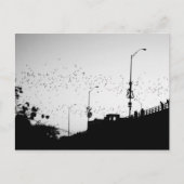 Vleermuizen boven Austin Briefkaart (Voorkant)