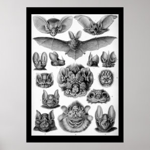  vleermuizen van Ernest Haeckel Poster