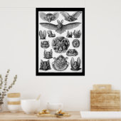 vleermuizen van Ernest Haeckel Poster (Keuken)