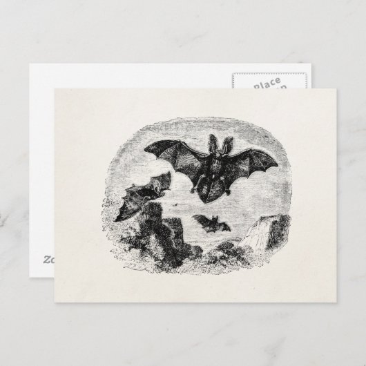  vleermuizen vliegen 1800's grote gevreesde vlekte briefkaart (Voorkant / Achterkant)