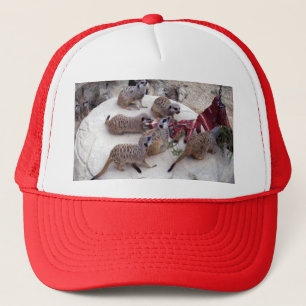 vleesetende merkats met ribben voor de thee, trucker pet