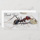 Vleesetende mier die zich voedt met honing bedankkaart (Voorkant / Achterkant)