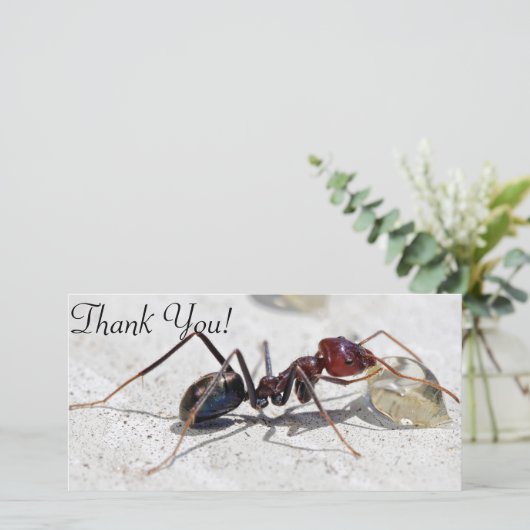 Vleesetende mier die zich voedt met honing bedankkaart (Staand voorkant)