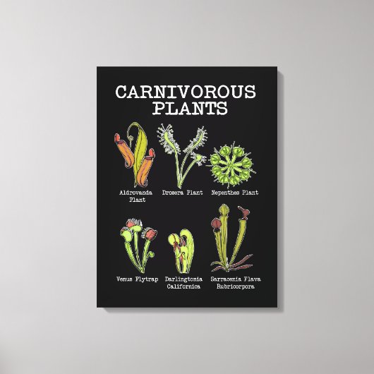 Vleesetende Planten Soort Saracenia venus flytrap Canvas Afdruk (Voorkant)