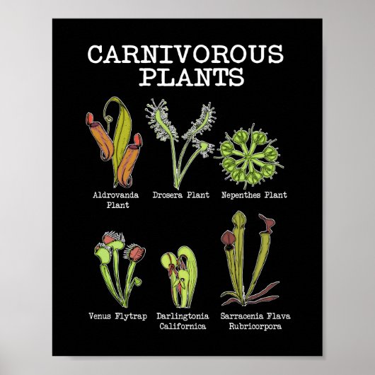 Vleesetende Planten Soort Saracenia venus flytrap Poster (Voorkant)