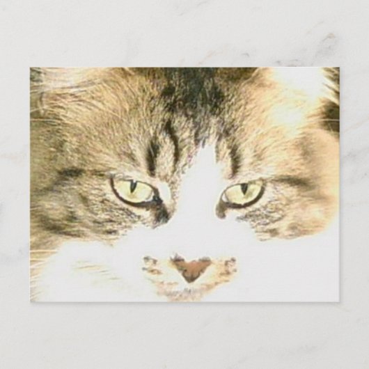 Vleeskatten 14 Briefkaart (Voorkant)