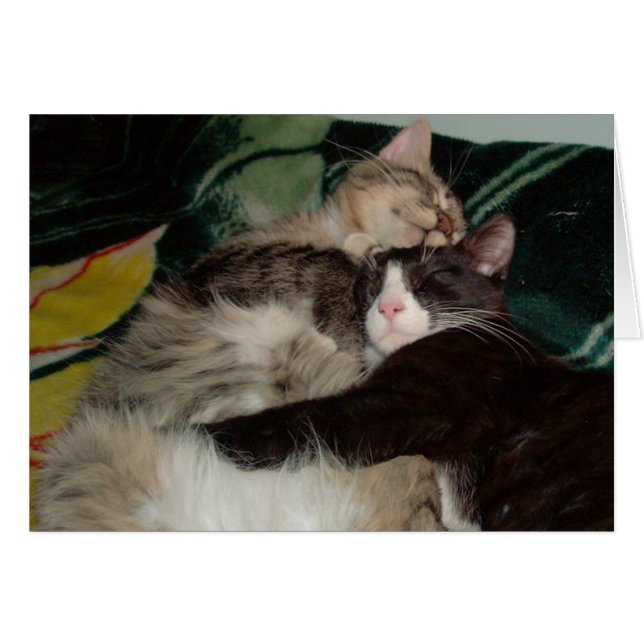 Vleeskatten 3 (Voorkant Horizontaal)