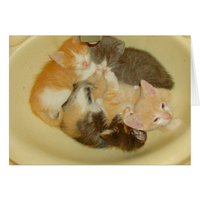 Vleeskatten 4 (Voorkant Horizontaal)