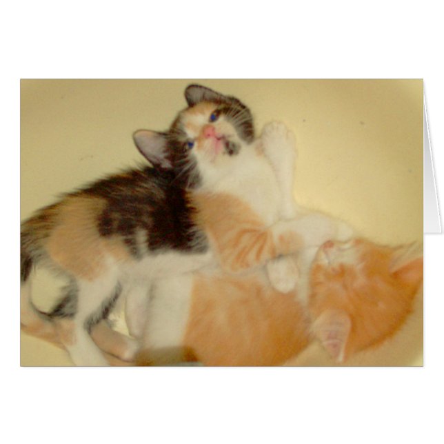 Vleeskatten 5 (Voorkant Horizontaal)