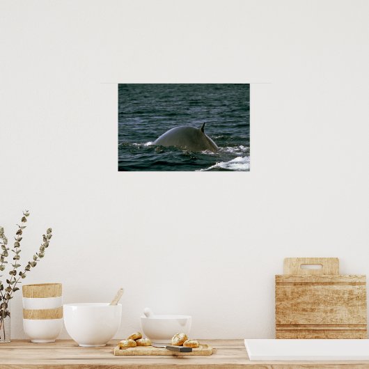 Vleetwalvis Poster (Keuken)