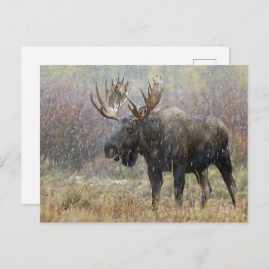 Vlek in sneeuwstorm met aspen in bomen briefkaart (Voorkant / Achterkant)