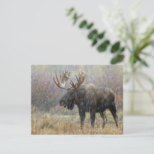 Vlek in sneeuwstorm met aspen in bomen briefkaart (Staand voorkant)