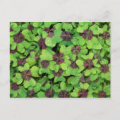 Vlek van vier lederen klaver, sorrel, met dauw briefkaart (Voorkant)