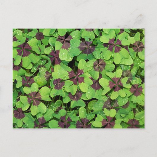 Vlek van vier lederen klaver, sorrel, met dauw briefkaart (Voorkant)